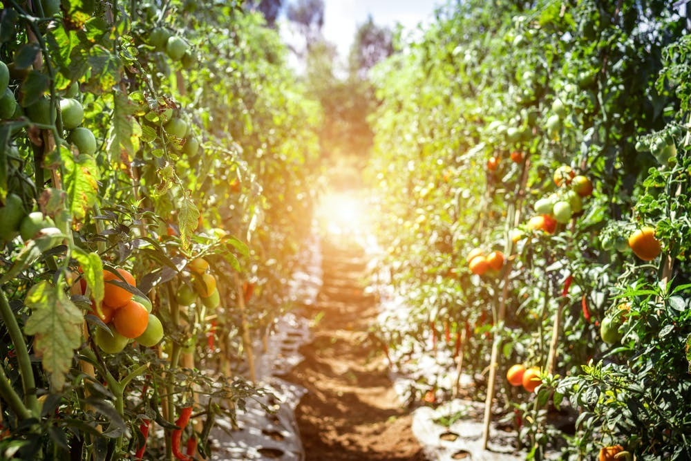 rows of fruit on a vine with pathway between them