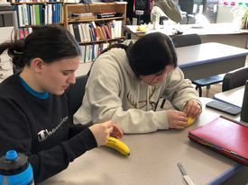 Students  stitching bananas in Animal Science